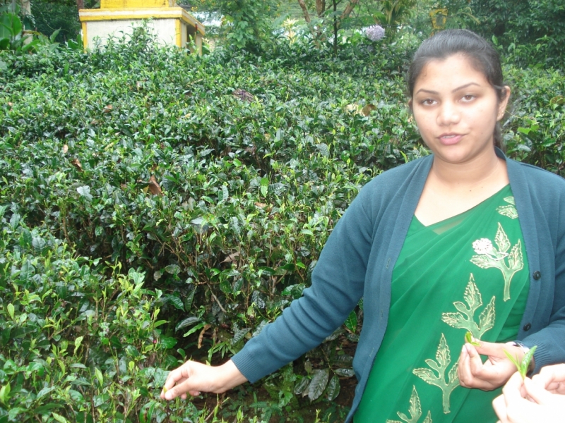 Шри Ланка "дикарями" в ноябре 2014 года.