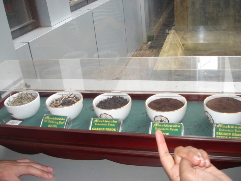 Шри Ланка "дикарями" в ноябре 2014 года.