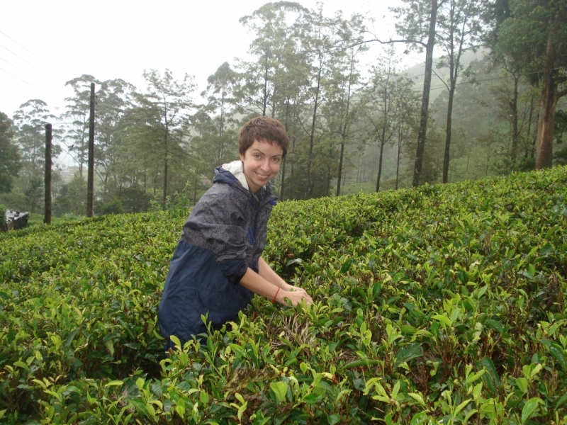 Шри Ланка "дикарями" в ноябре 2014 года.