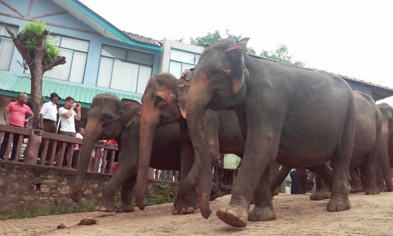 Шри Ланка "дикарями" в ноябре 2014 года.