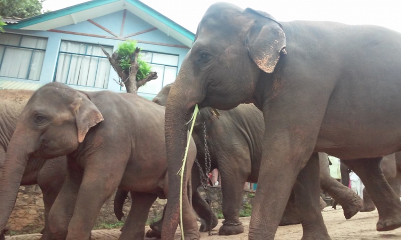 Шри Ланка "дикарями" в ноябре 2014 года.