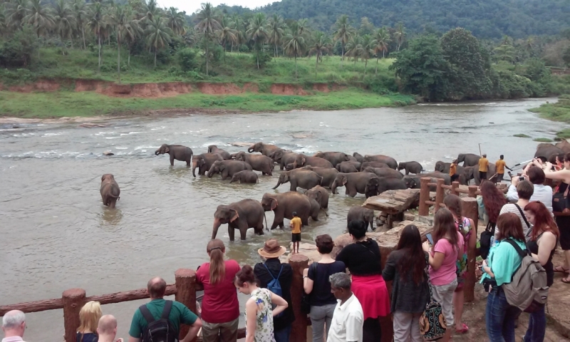 Шри Ланка "дикарями" в ноябре 2014 года.