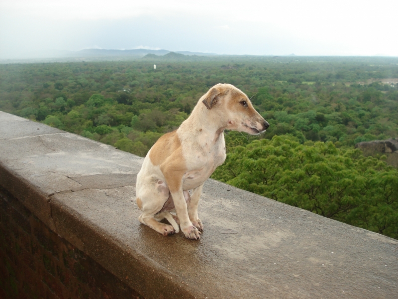 Шри Ланка "дикарями" в ноябре 2014 года.