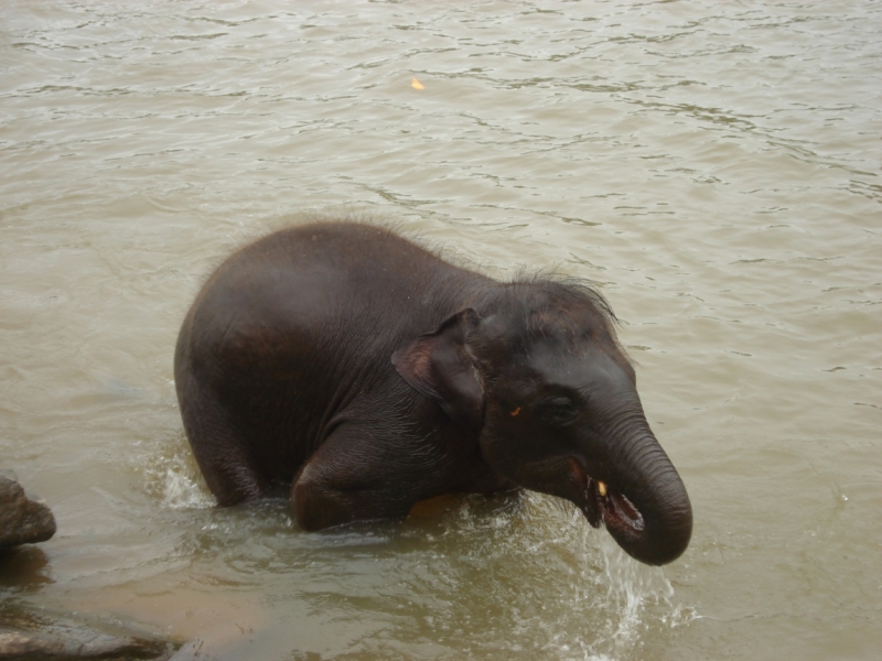 Шри Ланка "дикарями" в ноябре 2014 года.