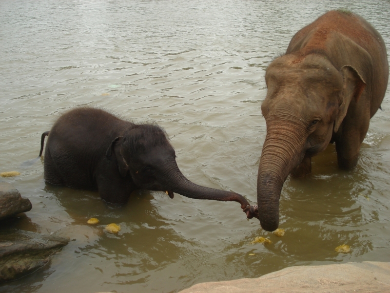Шри Ланка "дикарями" в ноябре 2014 года.