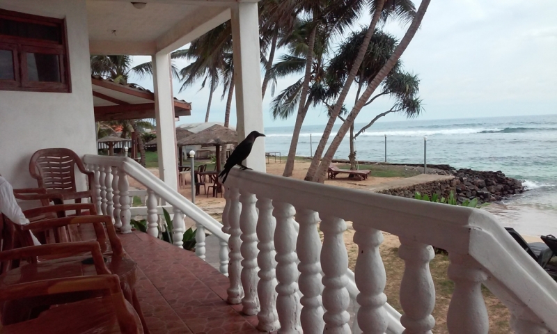 Шри Ланка "дикарями" в ноябре 2014 года.