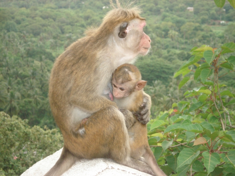 Шри Ланка "дикарями" в ноябре 2014 года.