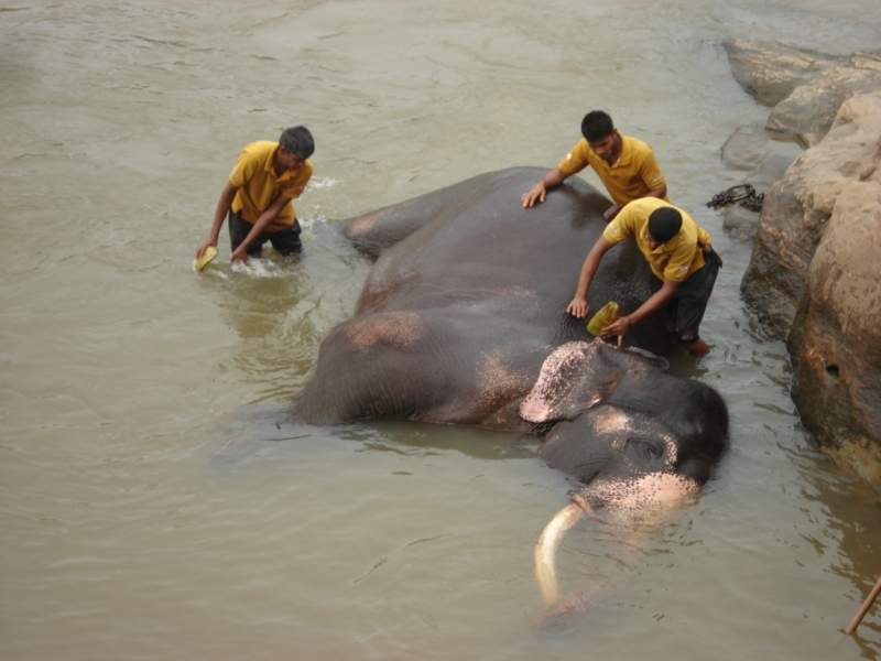 Шри Ланка "дикарями" в ноябре 2014 года.