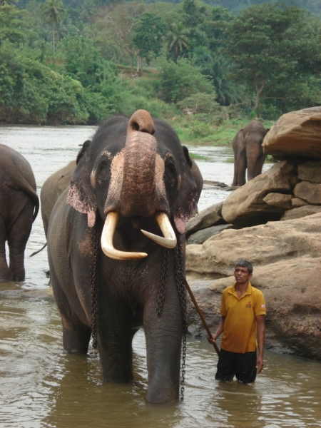 Шри Ланка "дикарями" в ноябре 2014 года.