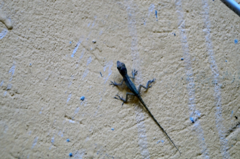 Перворазники на Карибах: круиз на P&O Ventura