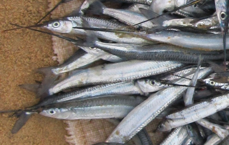 Индия (юг: Керала, Тамил наду)