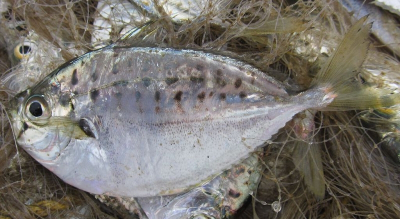 Индия (юг: Керала, Тамил наду)