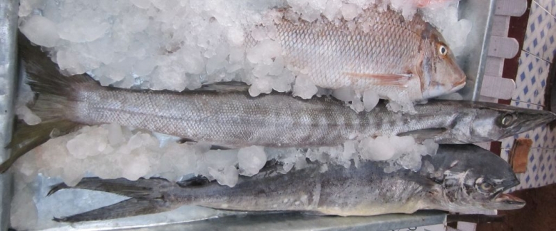 Индия (юг: Керала, Тамил наду)