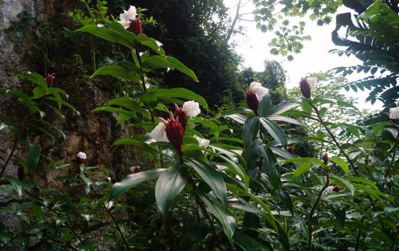 Перворазники на Карибах: круиз на P&O Ventura