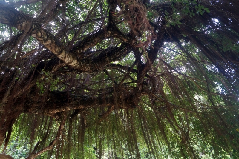 Перворазники на Карибах: круиз на P&O Ventura