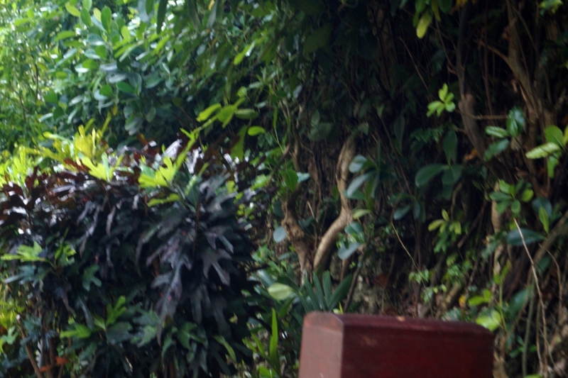 Перворазники на Карибах: круиз на P&O Ventura