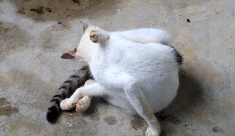 Перворазники на Карибах: круиз на P&O Ventura