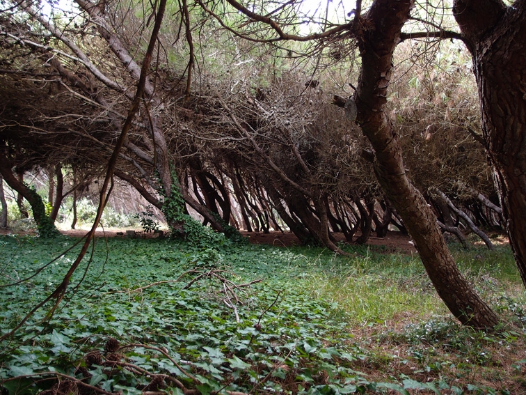 Итальянские эксперименты и неожиданности (Апулия (Puglia)в т.ч.Саленто, Матера, сент 2014)