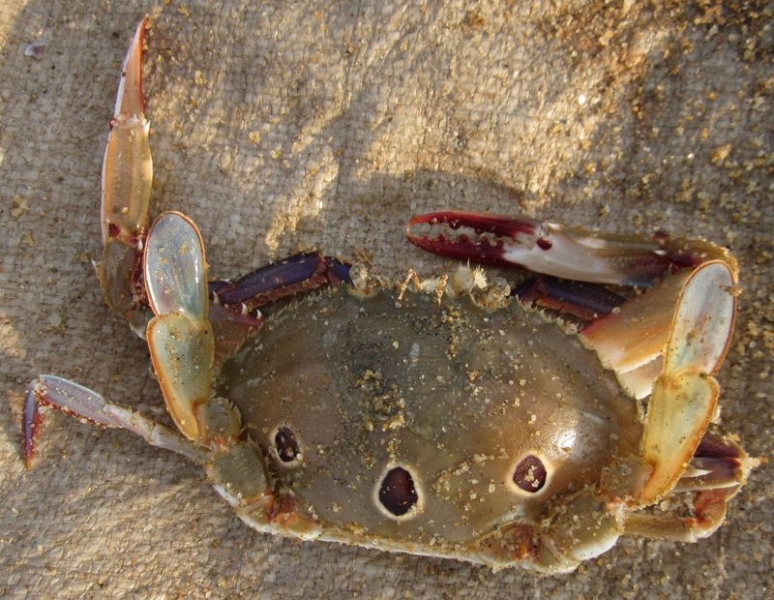 Индия (юг: Керала, Тамил наду)