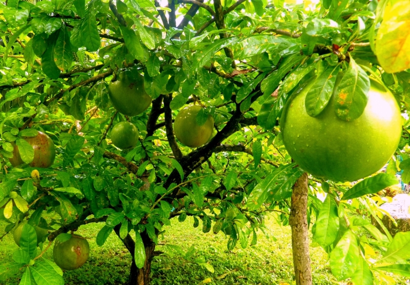 Как я купил мотоцикл в Бриджпорте, и проехал на нём по Америке.