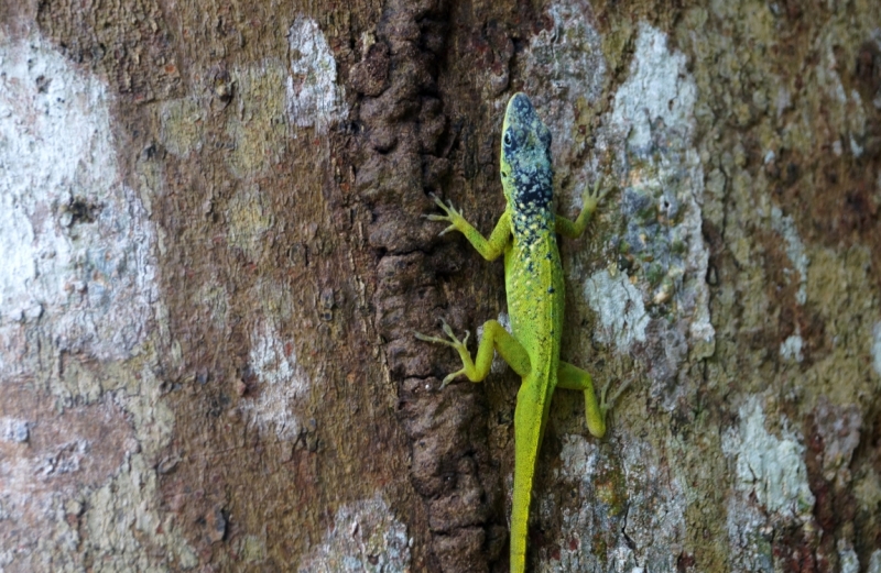 Перворазники на Карибах: круиз на P&O Ventura