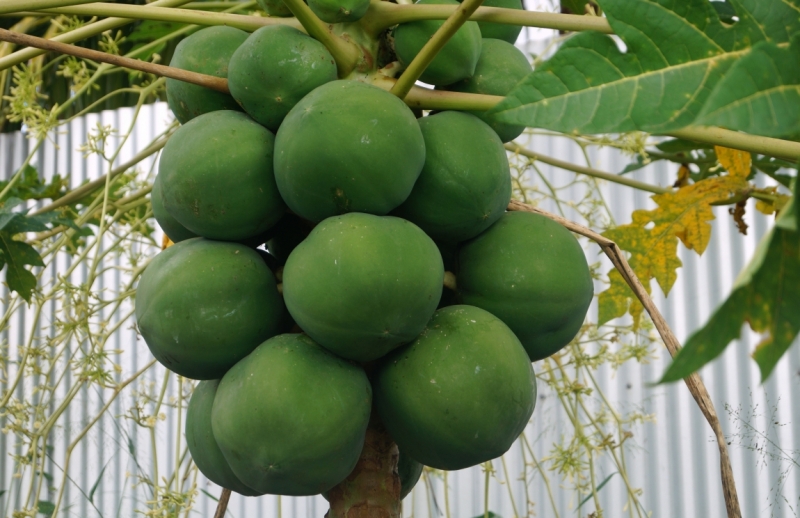 Перворазники на Карибах: круиз на P&O Ventura