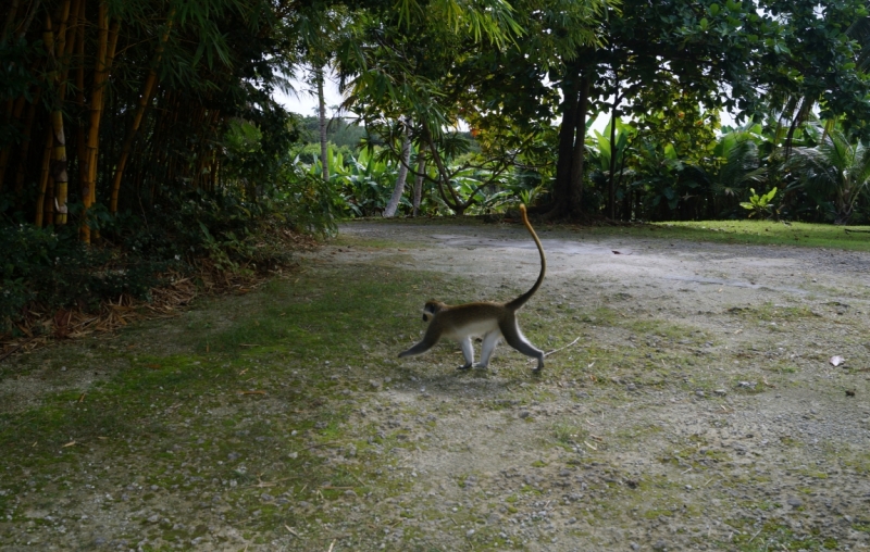 Перворазники на Карибах: круиз на P&O Ventura