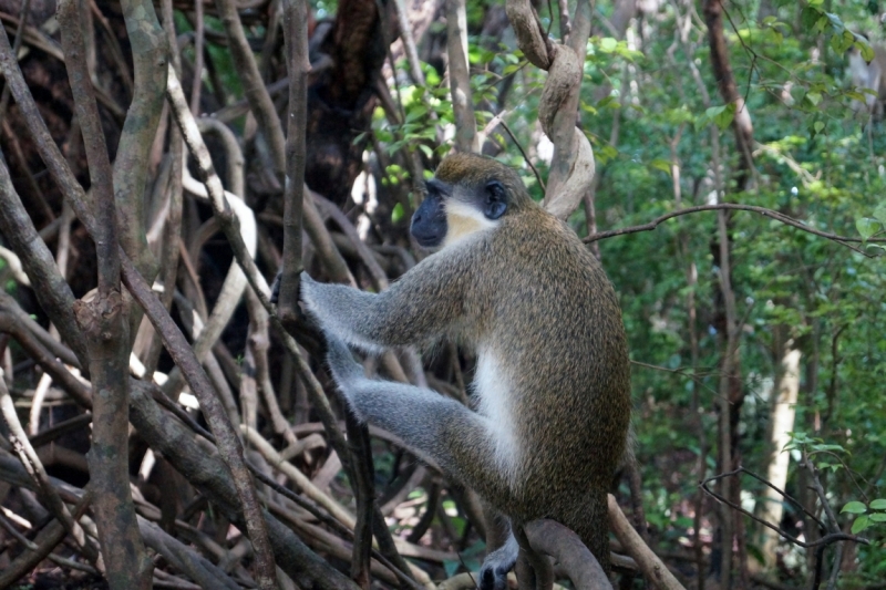 Перворазники на Карибах: круиз на P&O Ventura