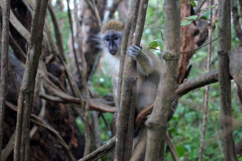 Перворазники на Карибах: круиз на P&O Ventura