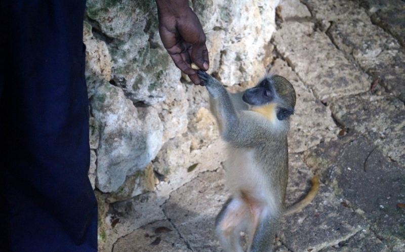 Перворазники на Карибах: круиз на P&O Ventura