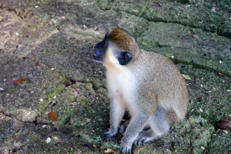 Перворазники на Карибах: круиз на P&O Ventura