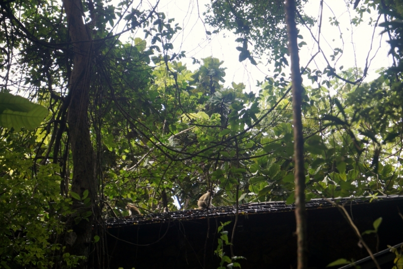 Перворазники на Карибах: круиз на P&O Ventura