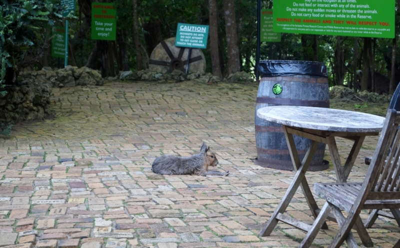 Перворазники на Карибах: круиз на P&O Ventura