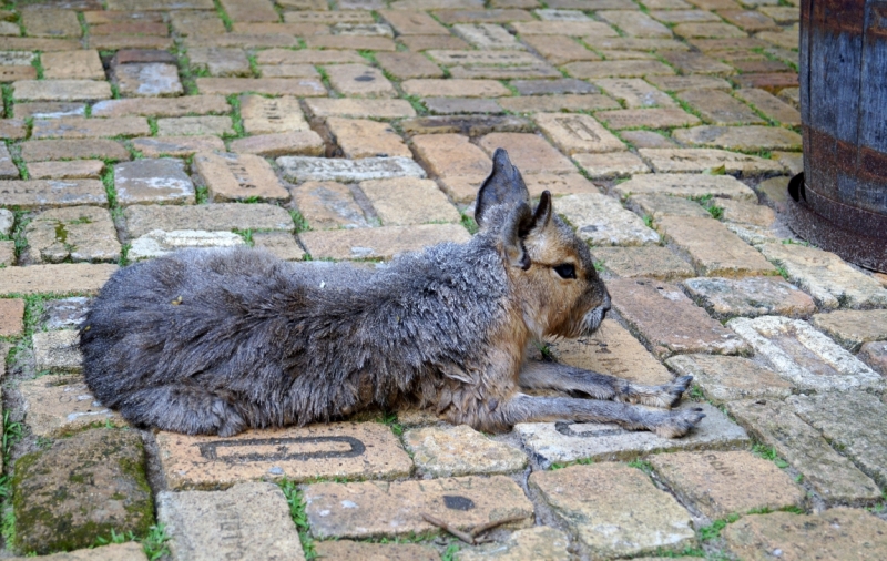 Перворазники на Карибах: круиз на P&O Ventura