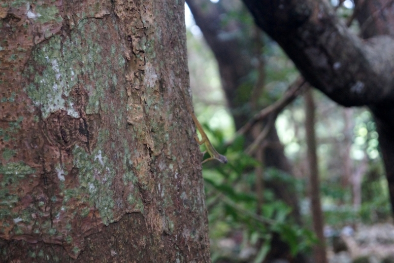 Перворазники на Карибах: круиз на P&O Ventura