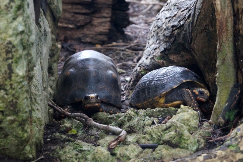 Перворазники на Карибах: круиз на P&O Ventura