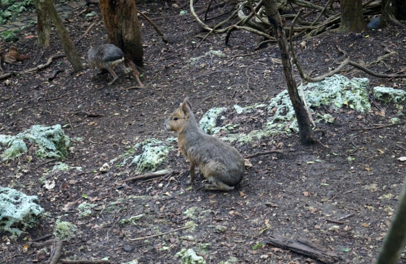 Перворазники на Карибах: круиз на P&O Ventura