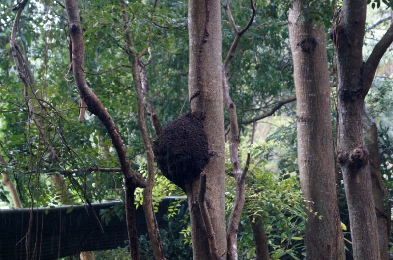 Перворазники на Карибах: круиз на P&O Ventura