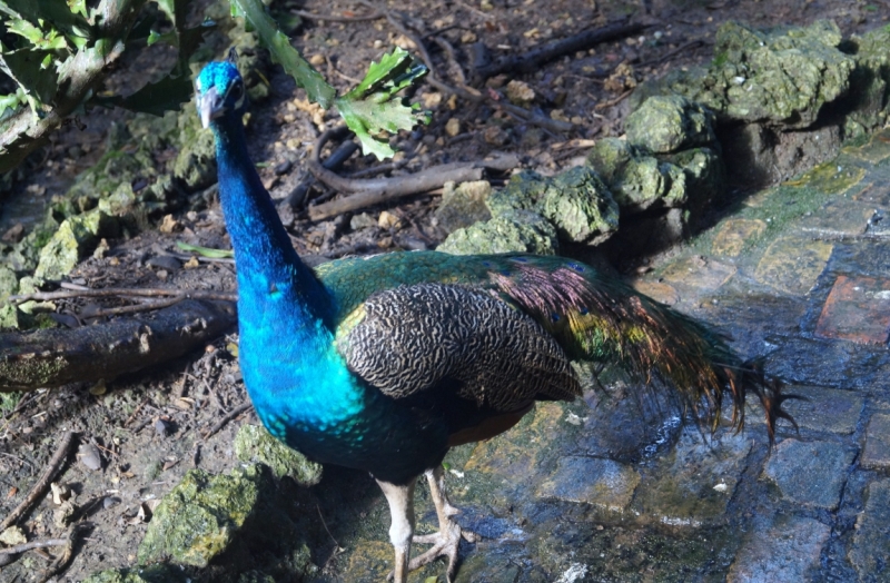 Перворазники на Карибах: круиз на P&O Ventura