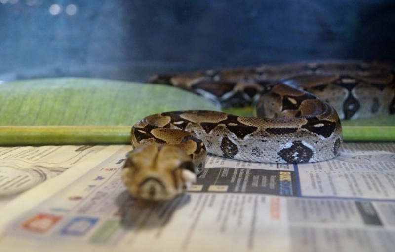 Перворазники на Карибах: круиз на P&O Ventura