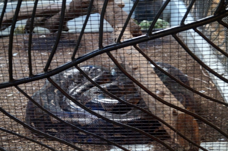 Перворазники на Карибах: круиз на P&O Ventura