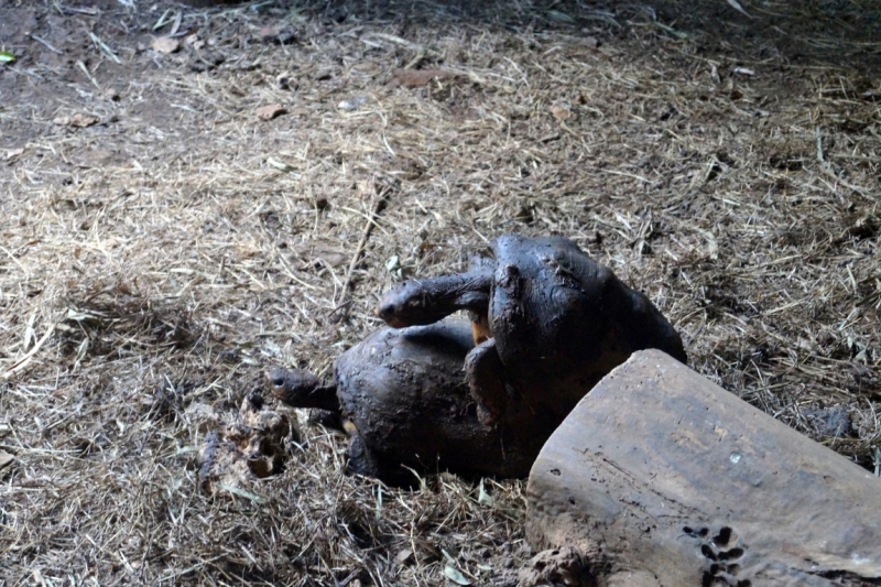 Перворазники на Карибах: круиз на P&O Ventura