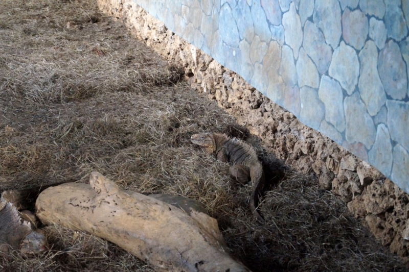 Перворазники на Карибах: круиз на P&O Ventura