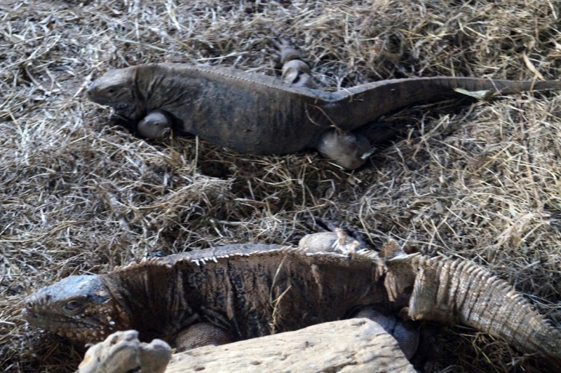 Перворазники на Карибах: круиз на P&O Ventura