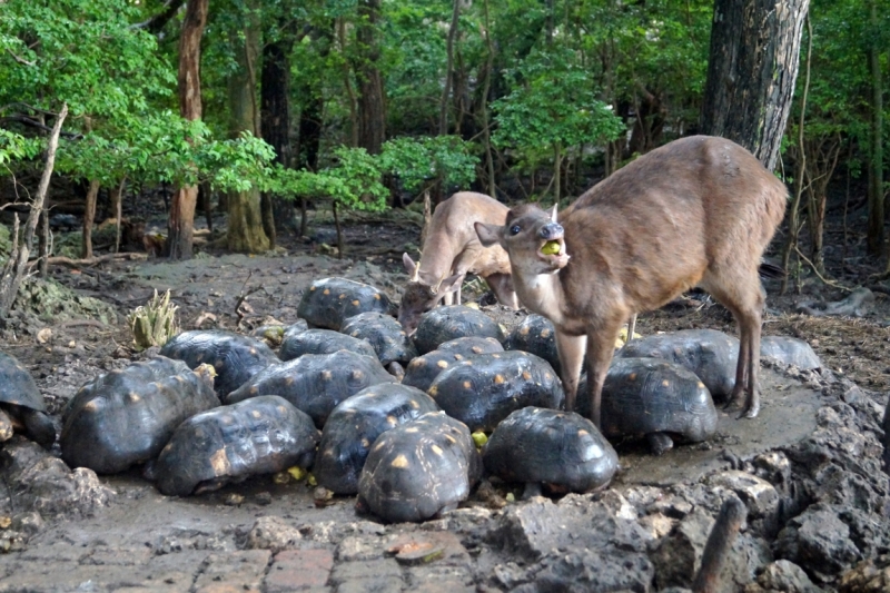 Перворазники на Карибах: круиз на P&O Ventura