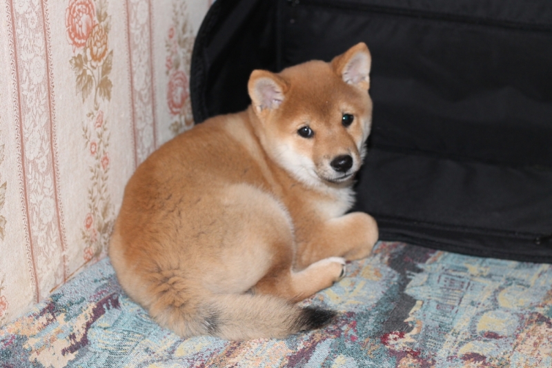 Братья наши меньшие, у кого кто - 2.