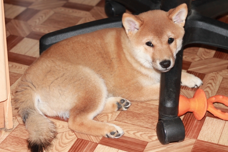 Братья наши меньшие, у кого кто - 2.