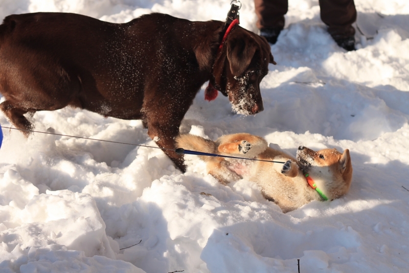 Братья наши меньшие, у кого кто - 2.