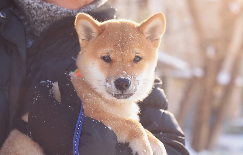 Братья наши меньшие, у кого кто - 2.