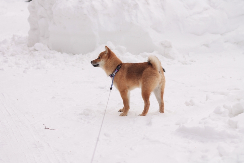 Братья наши меньшие, у кого кто - 2.